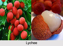 Lychee, Indian Fruit