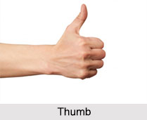 Thumb, Palmistry
