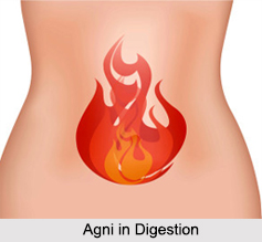 Digestion in Ayurveda, Concepts of Ayurveda