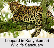 Wildlife Sanctuaries of South India
