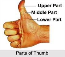 Thumb, Palmistry