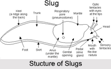 Slugs, Gastropod Mollusc, Geography of India