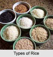 Rice, Indian Food crop