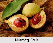 Nutmeg, Indian Spice