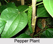 Black Pepper, Types of Spice