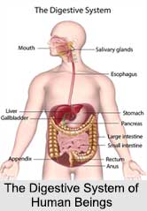 Digestive Organs in Human Body, Ayurveda