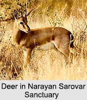 Narayan Sarovar Chinkara Sanctuary, Gujarat
