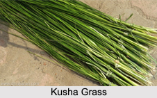 Kusha, Hindu Sacrificial Grass