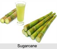 Sugarcane, Indian Food Crop