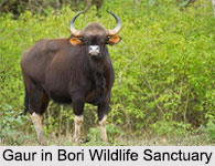 Bori Wildlife Sanctuary, Madhya Pradesh
