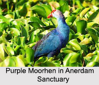 Anerdam Wildlife Sanctuary, Maharashtra