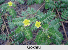 Gokhru, Indian Medicinal Plant