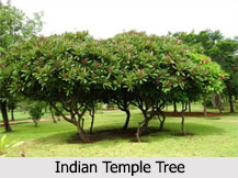 Indian Temple Tree