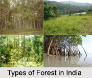 Types of Forest in India