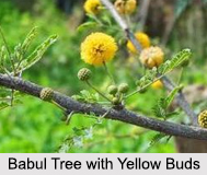 Babul Tree, Indian Herb
