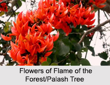 Flame of the Forest/ Palash Tree, Indian Tree