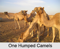 Camel Breeding Farm, Bikaner, Rajasthan