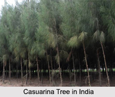 Casuarina Trees in India