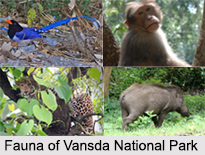 Vansda National Park, Gujarat