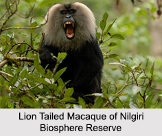 Nilgiri Biosphere Reserve, South India