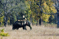Kanha National Park, Madhya Pradesh