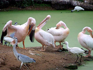 Pelicans at Nandankanan Zoological Park