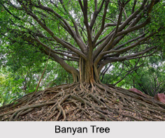 Banyan Tree, Indian Tree