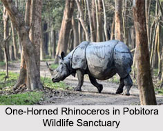 Pobitora Wildlife Sanctuary, Assam