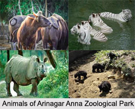 Arignar Anna Zoological Park, Chennai, Tamil Nadu