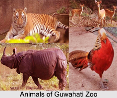 Guwahati Zoo, Assam