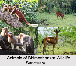 Bhimashankar Wildlife Sanctuary, Pune District, Maharashtra