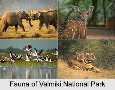 Valmiki National Park, West Champaran District, Bihar