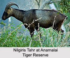Anamalai Tiger Reserve, Tamil Nadu