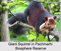 Pachmarhi Biosphere Reserve, Madhya Pradesh