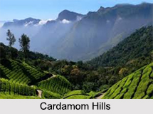 Cardamom Hills, Kerala
