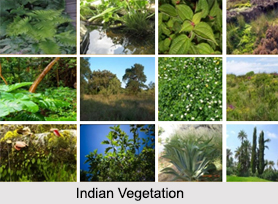 Indian Vegetation