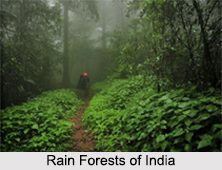 Rain Forests of India