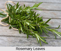 Rosemary Leaves, Indian Spice