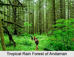 Indian Tropical Rain Forests