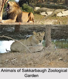 Sakkarbaug Zoological Garden, Junagadh, Gujarat