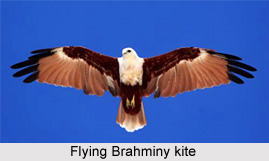 Brahminy Kite, Indian Bird