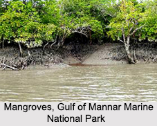 Gulf of Mannar Marine National Park, Tamil Nadu