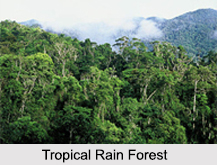 Rain Forests of India