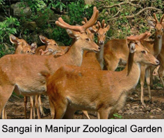 Manipur Zoological Garden, Manipur