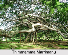 Thimmamma Marrimanu, Andhra Pradesh