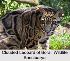 Borail Wildlife Sanctuary, Assam