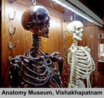 Anatomy Museum, Vishakhapatnam