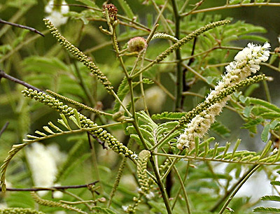 Balapatra, Indian Medicinal Plant