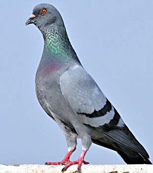 Blue Rock Pigeon