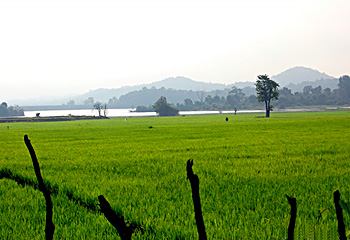 lush paddy fields
